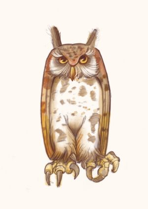 Hibou